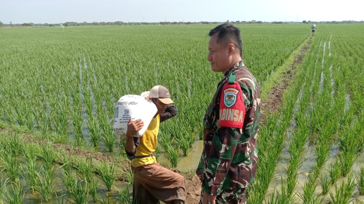 Anggota Koramil 1609 Juntinyuat Indramayu Melakukan Kegiatan Pendampingan pertanian