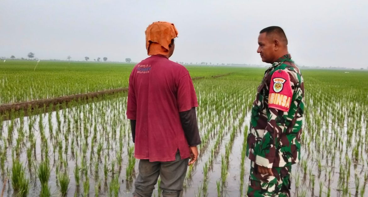 Anggota Koramil 1603 Lohbener Indramayu Lakukan Pendampingan Pertanian di desa Linggajati 