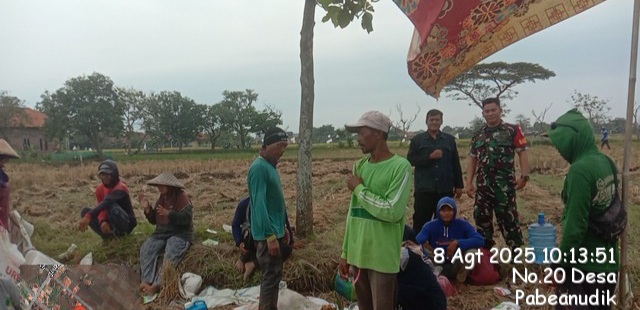 Babinsa Koramil 1601 Indramayu Melakukan Kegiatan Pendampingan dan Monitoring Panen Padi Kepada Para Petani