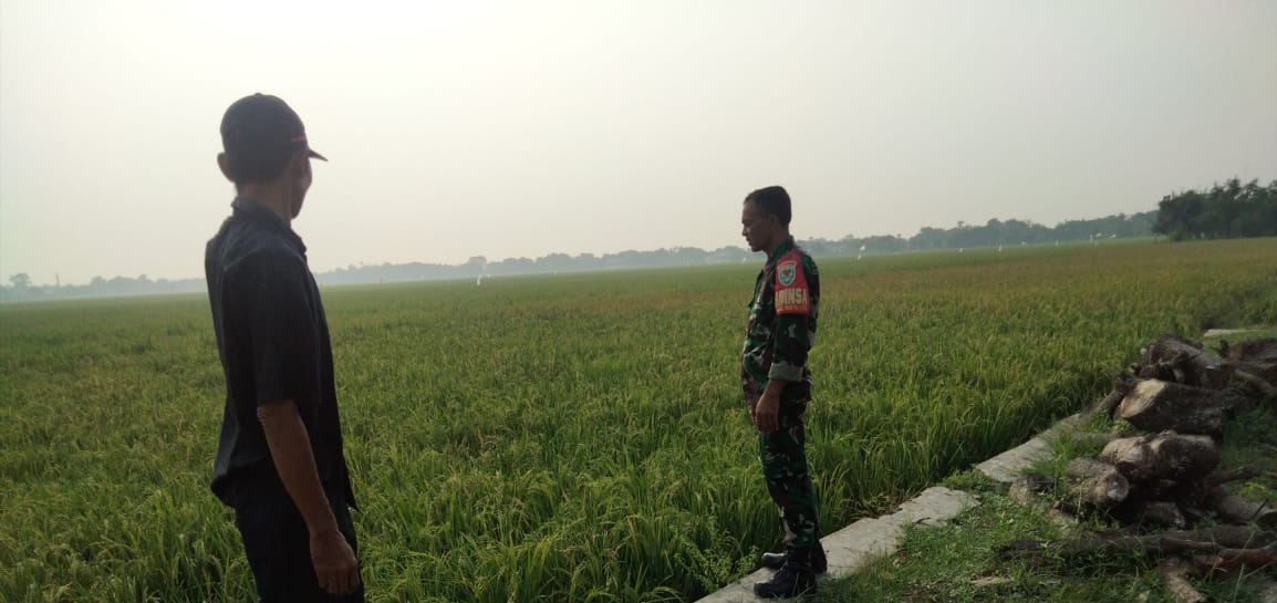 Tingkatkan Swasembada Pangan, Babinsa Koramil 1604 Jatibarang Indramayu Monitor Pendampingan Pertanian