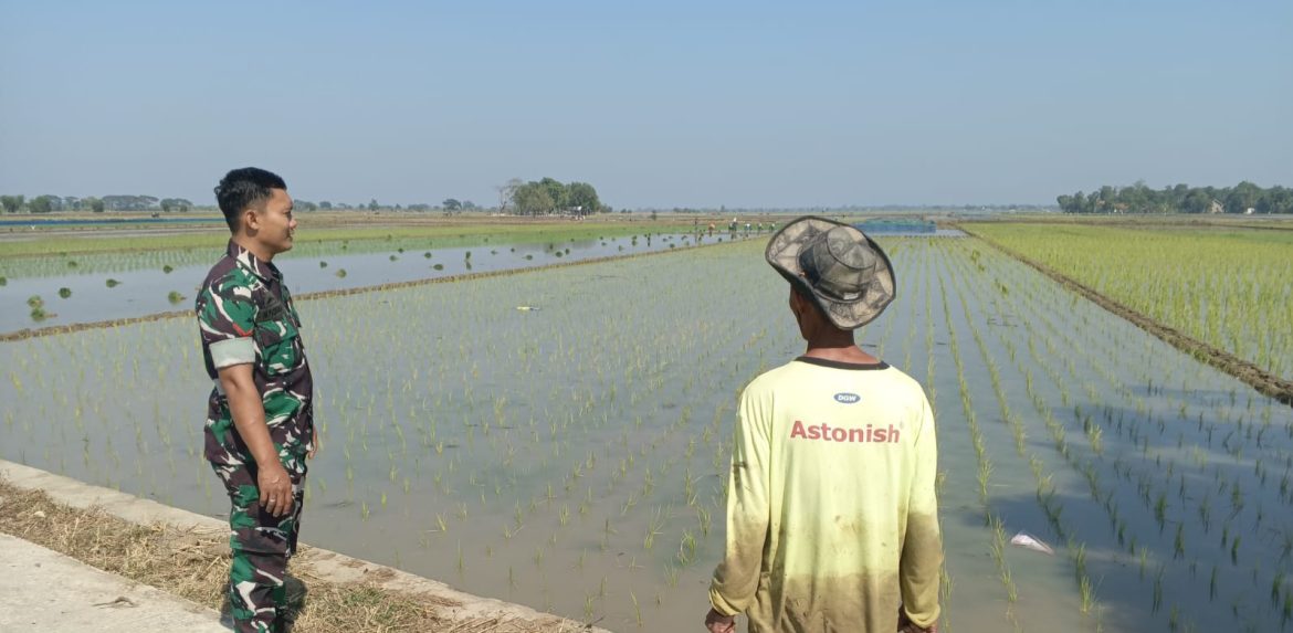 Babinsa Koramil 1603 Lohbener Indramayu Melakukan Pendampingan Pertanian di Wilayah Binaannya 