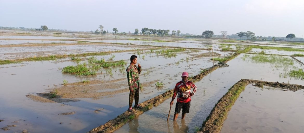 Monitoring dan Pendampingan Pertanian Olah Lahan Desa Lemahayu Oleh Babinsa Koramil 1605 Sukagumiwang Indramayu