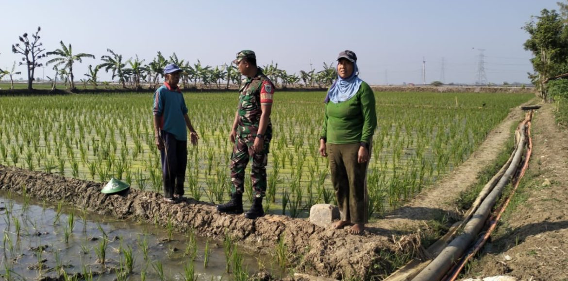 Babinsa Koramil 1611 Losarang Indramayu Melakukan Pendampingan Pertanian Pada Masa Tanam kedua Desa Jumbleng 