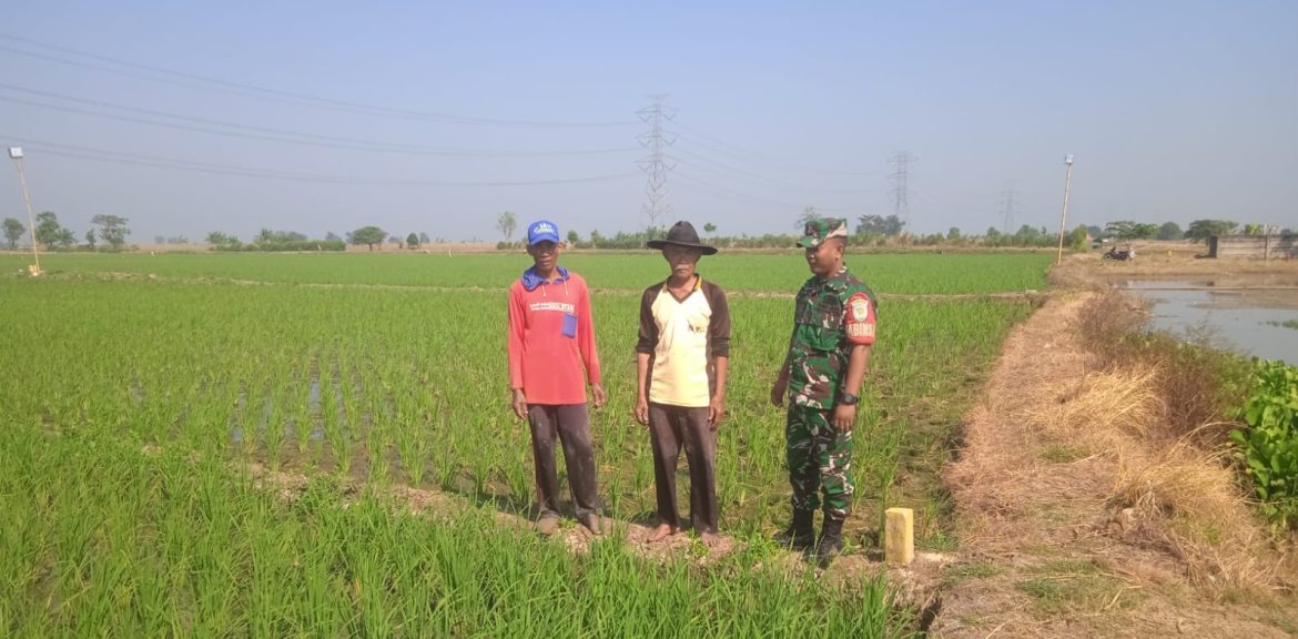 Pendampingan Pertanian Oleh Personil Koramil 1611/Losarang Indramayu Pada Petani Pemilik Lahan Sawah 