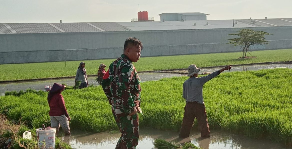 Upaya Peningkatan Produktifitas Pertanian, Babinsa Koramil 1605 Sukagumiwang Indramayu Melakukan Pendampingan 