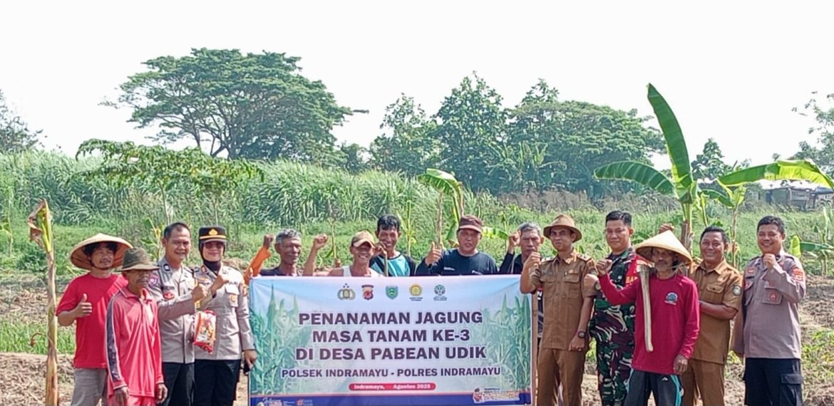 Manfaatkan Lahan Untuk Peningkatan Program Ketahanan Pangan, Koramil 1601 Indramayu Menggelar Penanaman Jagung 