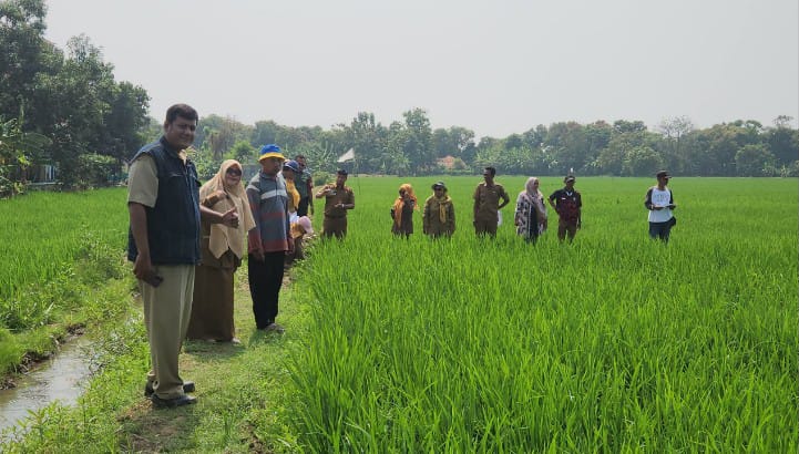 Tingkatkan Produktivitas Pertanian, Koramil 1601 Indramayu Bersama Petani Menggelar Sekolah Lapang Pertanian