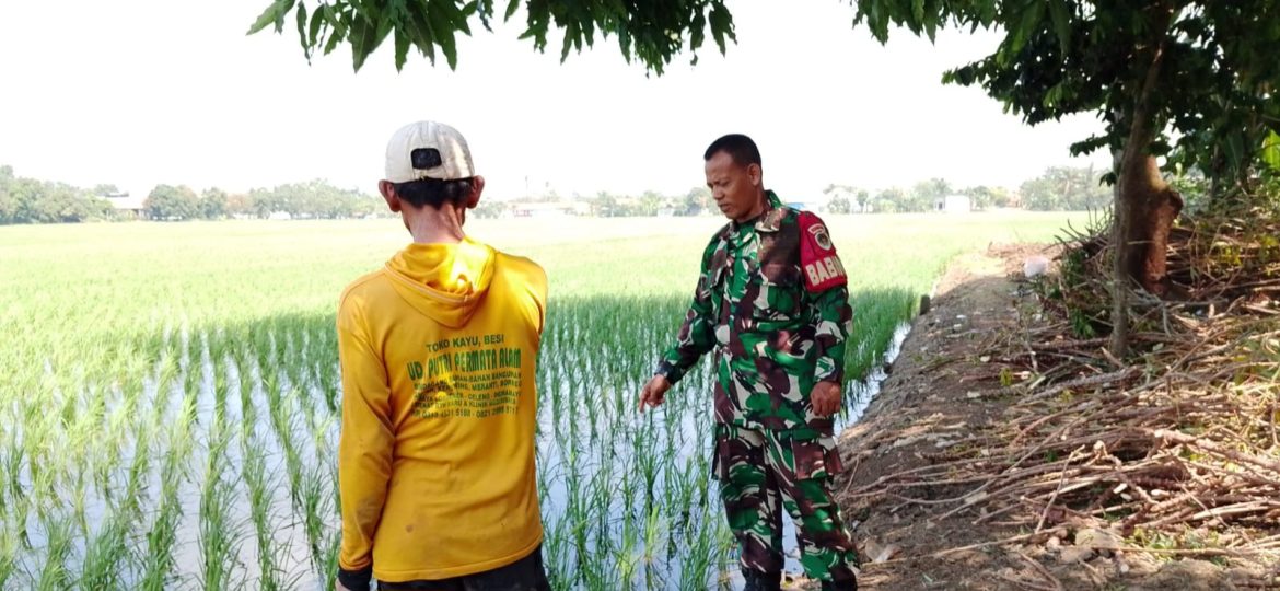 Babinsa Koramil 1603 Lohbener Indramayu Melakukan Pendampingan Pertanian Desa Lohbener 