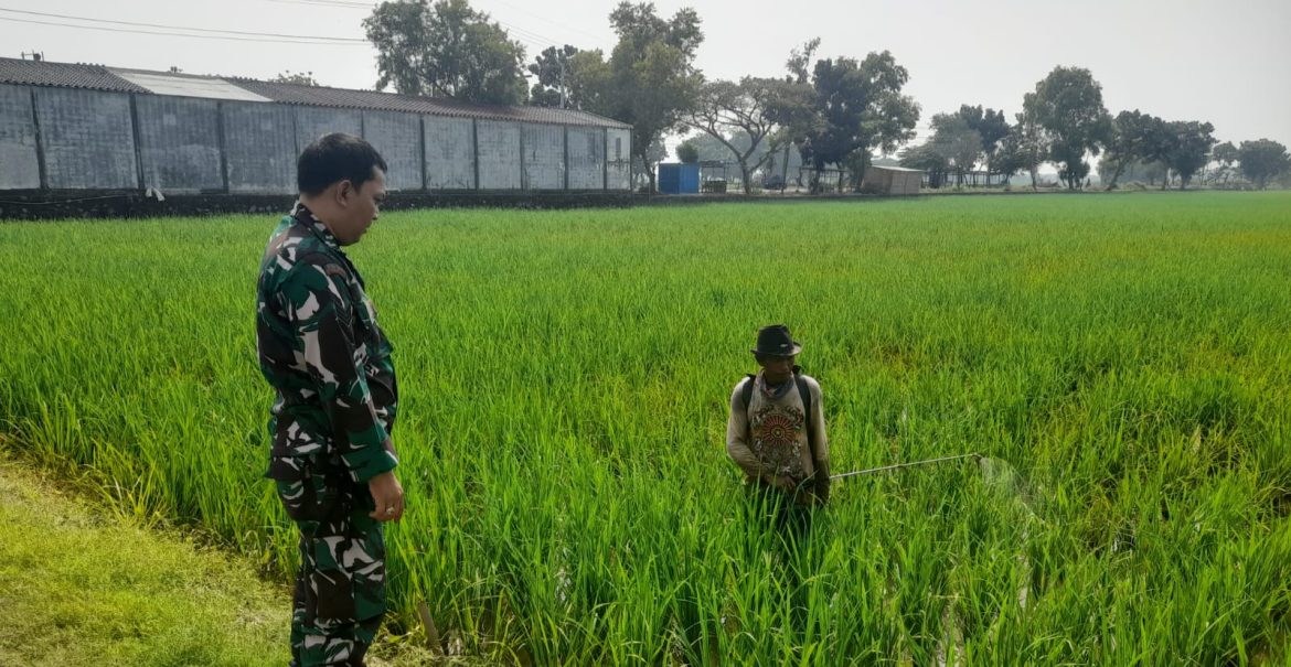 Dampingi Petani, Sukseskan Program Ketahanan Pangan Nasional, Babinsa Koramil 1604 Jatibarang Indramayu Melakukan Monitor Pendampingan Pertanian 