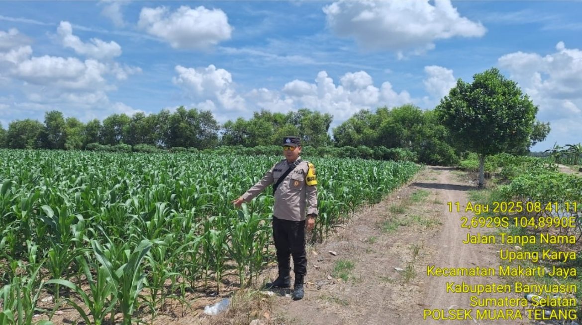 Tinjau Tanaman Jagung, Bripka Khaerul Saleh Sosialisasikan Harga Jagung