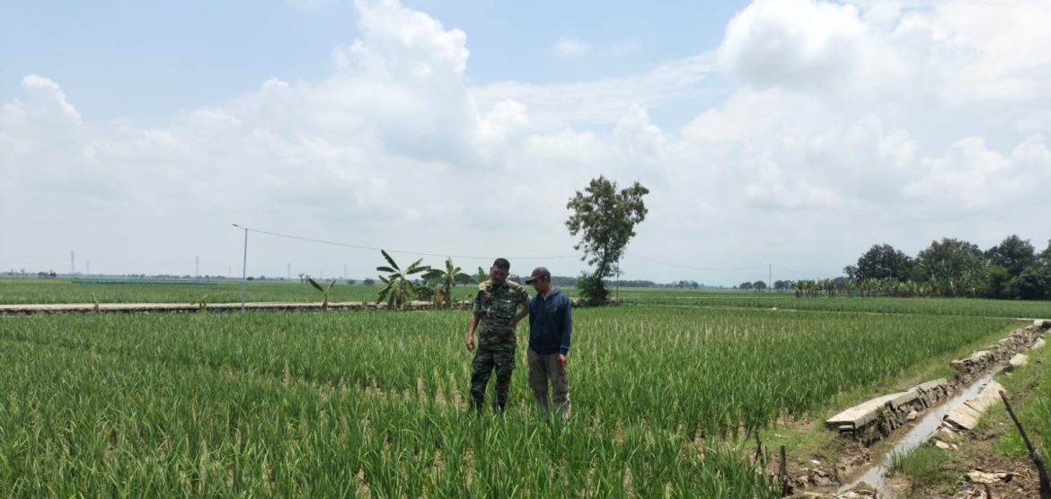Tingkatkan Program Ketahanan Pangan, Babinsa Koramil 1605 Sukagumiwang Indramayu Melakukan Pendampingan Pertanian 