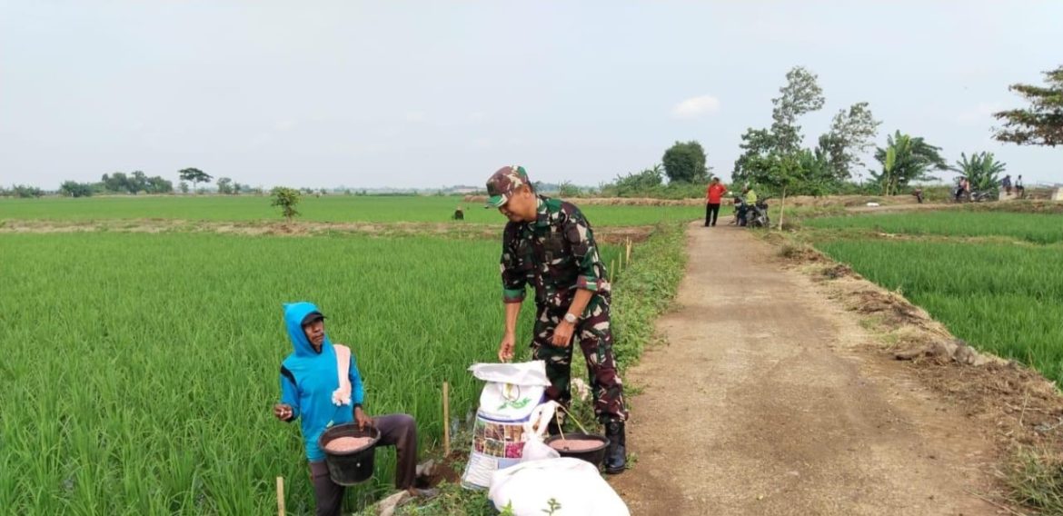 Babinsa Koramil 1611 Losarang Indramayu Melakukan Pendampingan Pertanian Desa Pegagan Blok Sawah 