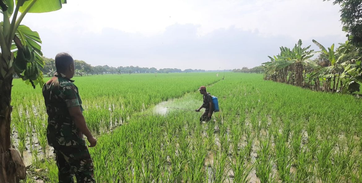 Babinsa Koramil 1604 Jatibarang Indramayu Monitor Pendampingan Pertanian Lahan Sawah 