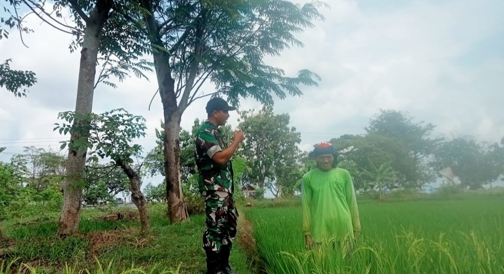 Babinsa Koramil 1603 Lohbener Indramayu Melakukan Pendampingan Pertanian di Lahan Persawahan 