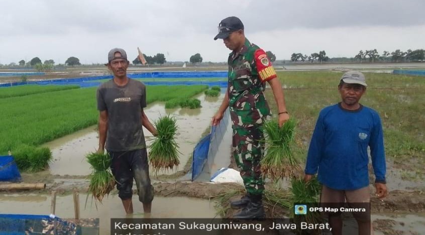 Petani Apresiasi TNI, Babinsa Koramil 1605 Sukagumiwang Indramayu Lakukan Pendampingan Pertanian Olah Lahan 
