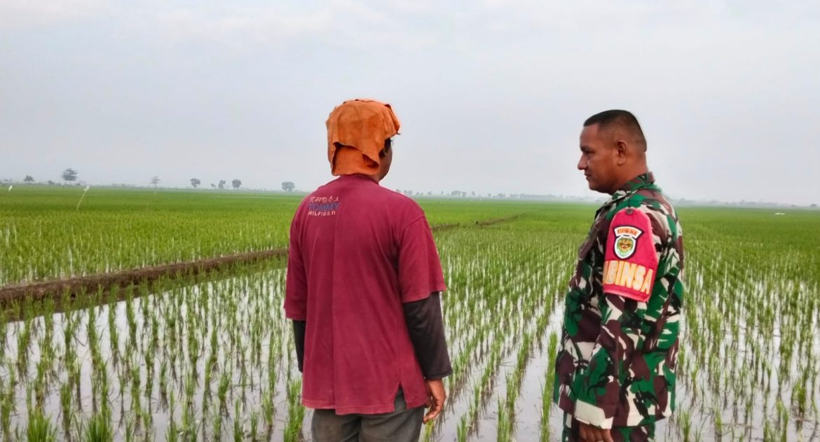 Babinsa Koramil 1603 Lohbener Indramayu Melakukan Pendampingan Pertanian di Desa Linggajati 