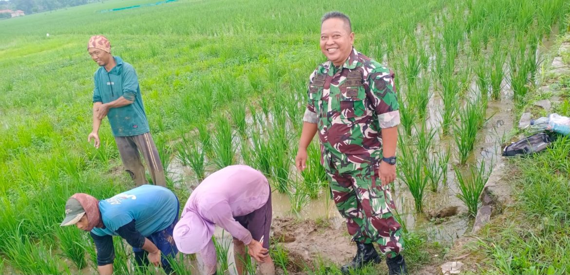 Babinsa Koramil 1605 Sukagumiwang Indramayu Lakukan Monitoring dan Pendampingan Pertanian Olah Lahan di Desa Sukagumiwang