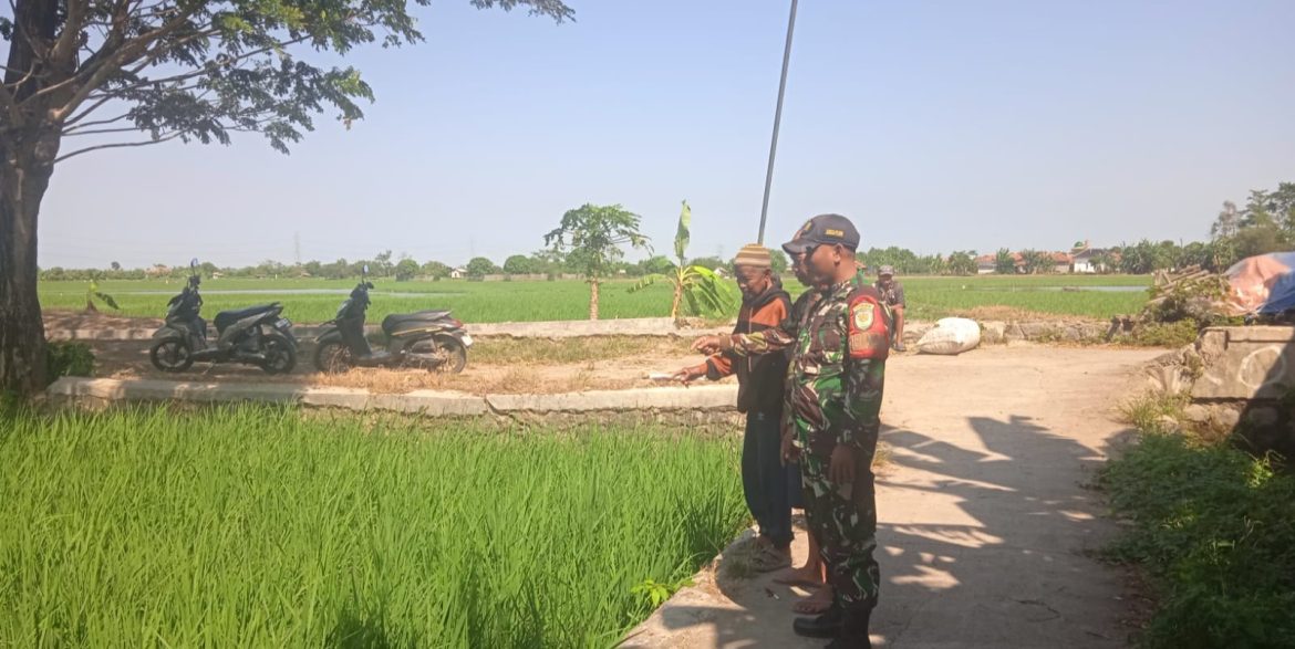 Tingkatkan Swasembada Pangan, Babinsa Koramil 1611 Losarang Indramayu Melakukan Pendampingan Pertanian 