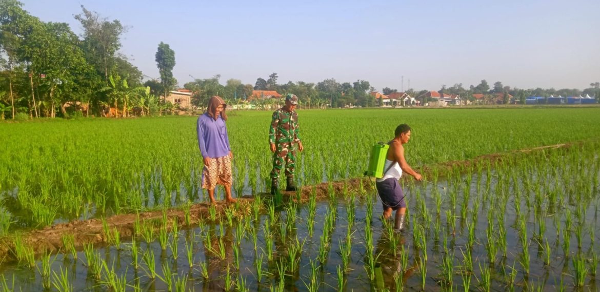 Babinsa Koramil 1605 Sukagumiwang Indramayu Monitoring dan Pendampingan Pertanian Olah Lahan di Desa Tenajar