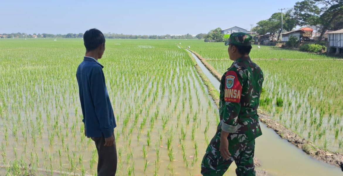Babinsa Koramil 1611 Losarang Indramayu Melakukan Pendampingan Pertanian di Wilayah Binaannya 