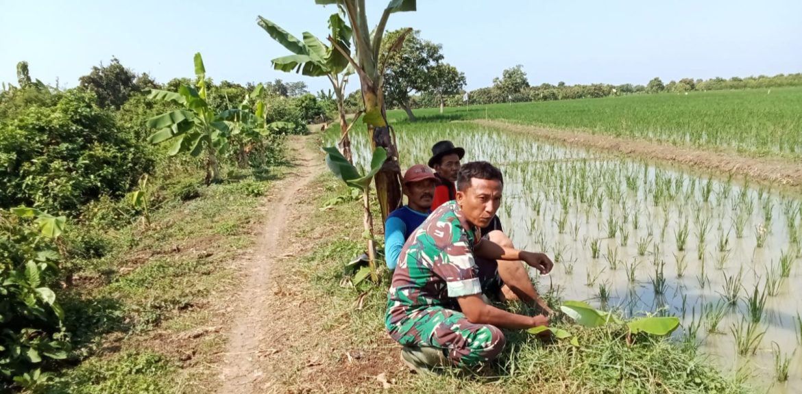 Babinsa Koramil 1609 Juntinyuat Indramayu Melakukan Kegiatan Pendampingan Pertanian 