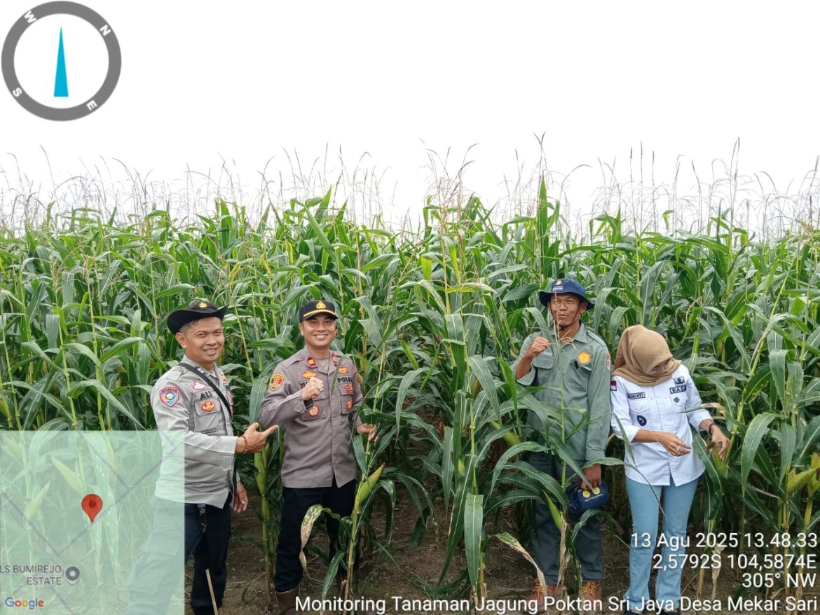 Kapolsek Pulau Rimau Pimpin Langsung Kegiatan Monitoring Tanaman Jagung Kelompok Tani