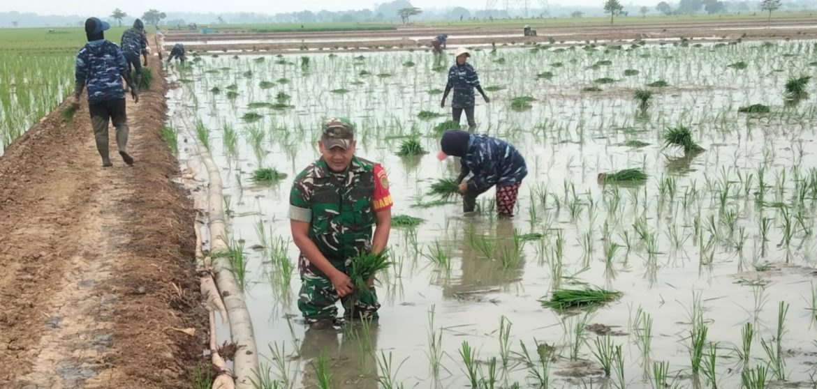 Anggota Koramil 1605 Sukagumiwang Indramayu Monitoring dan Pendampingan Pertanian Menanam Padi di Sawah Desa Tersana 
