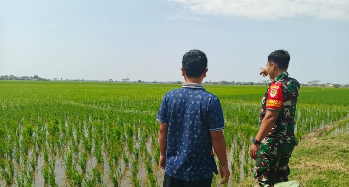 Anggota Koramil 1603 Lohbener Indramayu Melakukan Pendampingan Pertanian Desa Lohbener