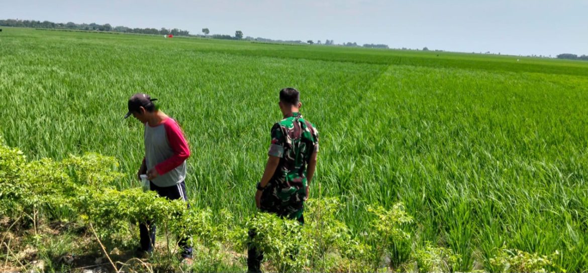 Babinsa Koramil 1609 Juntinyuat Indramayu Melakukan Pendampingan pertanian di Desa Juntikebon