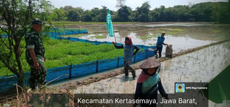 Babinsa Koramil 1605 Sukagumiwang Indramayu Lakukan monitoring dan Pendampingan Pertanian Tanam Padi di Desa Sukawera