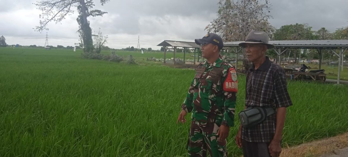 Anggota Koramil 1611 Losarang Indramayu Lakukan Monitoring dan Pendampingan Pertanian Tanam Padi di Blok Karangkletak Desa Jangga 