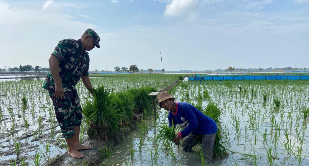 Sukseskan Swasembada Pangan, Babinsa Koramil 1605 Sukagumiwang Indramayu Melakukan Pendampingan Pertanian 