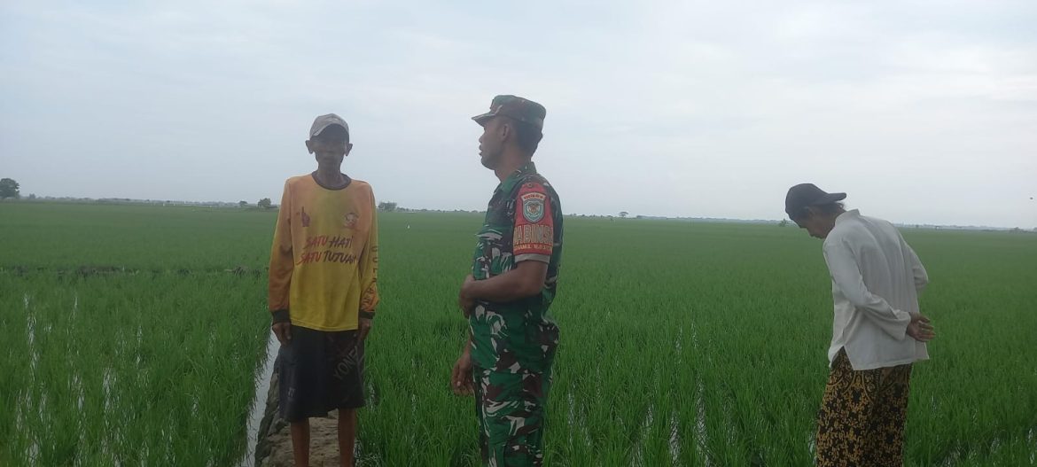 Dukung Program Presiden, Koramil 1603 Lohbener Indramayu Melakukan Pendampingan Pertanian Desa Kiajaran Kulon 