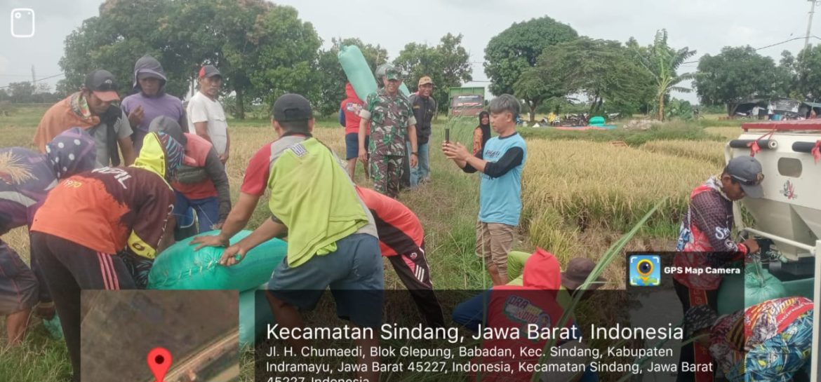 Danramil 1602 Sindang Bersama Forkopimcam Sindang Indramayu Melakukan Panen Perdana Gunakan Combine 