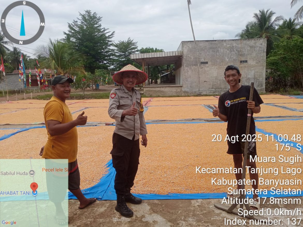 Ps Kanit Binmas Polsek Tanjung Lago Cek Penjemuran Jagung dan Sosialisasikan Harga Jagung