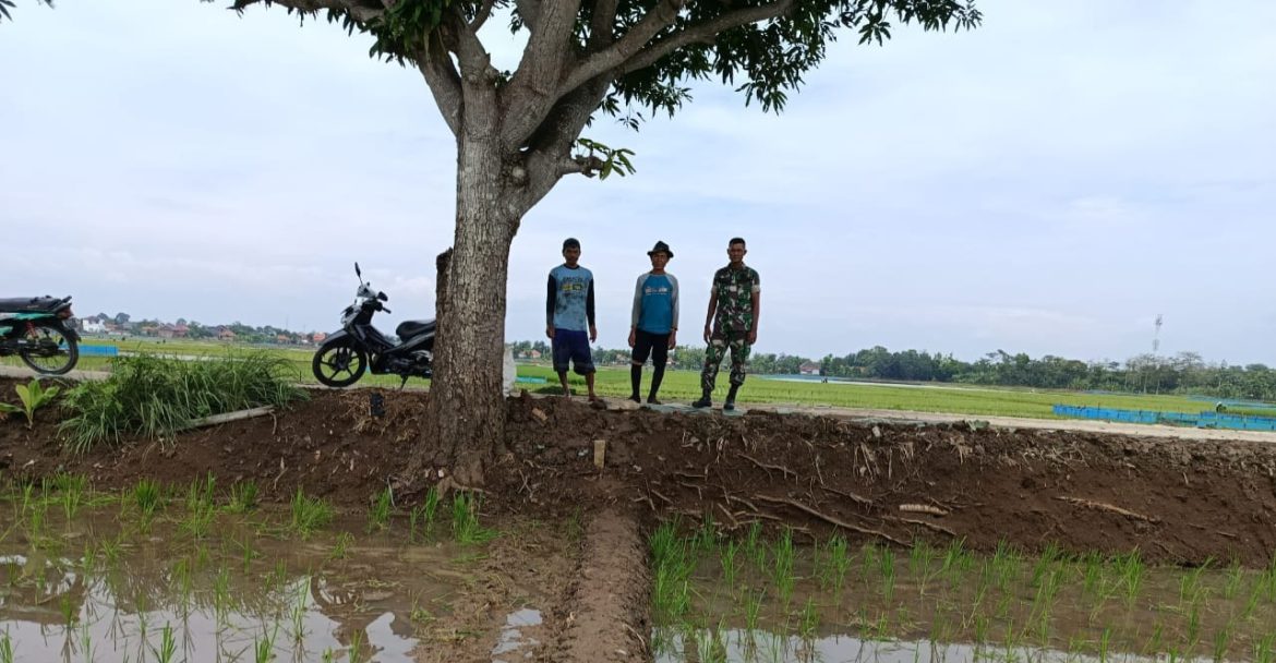 Anggota Koramil 1605 Sukagumiwang Indramayu Lakukan Monitoring dan Pendampingan Pertanian Olah Lahan di Desa Larangan Jambe 
