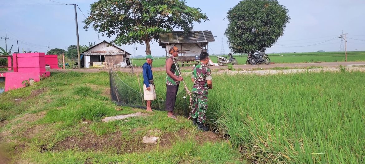 Babinsa Koramil 1605 Sukagumiwang Indramayu Monitoring dan Pendampingan Pertanian Olah Lahan di Desa Kliwed 