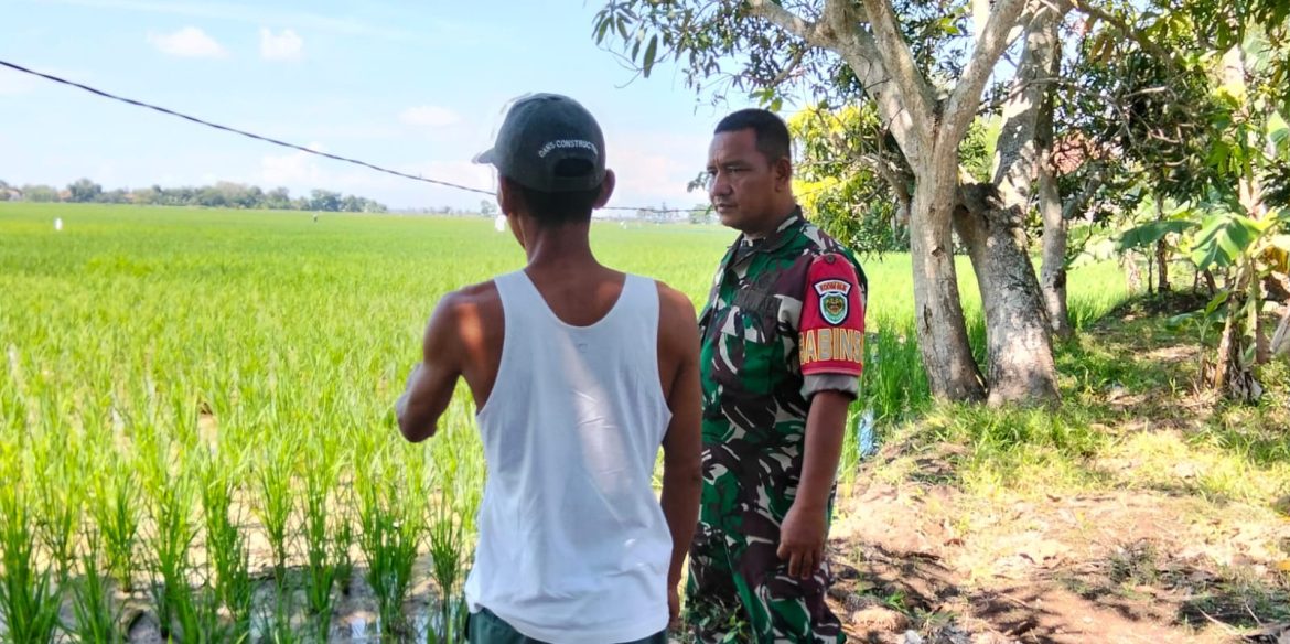 Anggota Koramil 1603 Lohbener Indramayu Melakukan Pendampingan Pertanian di desa Linggajati 