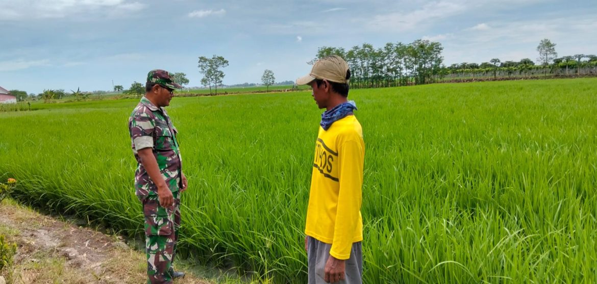 Babinsa Koramil 1609 Juntinyuat Indramayu Melakukan Pendampingan Pengendalian Hama di Sawah