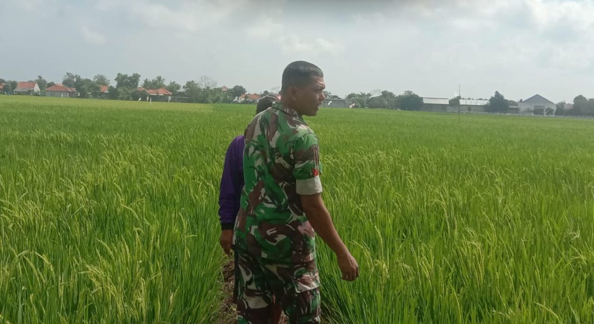 Babinsa Koramil 1602 Sindang Indramayu Melakukan Pendampingan Pertanian di Desa Wanantara
