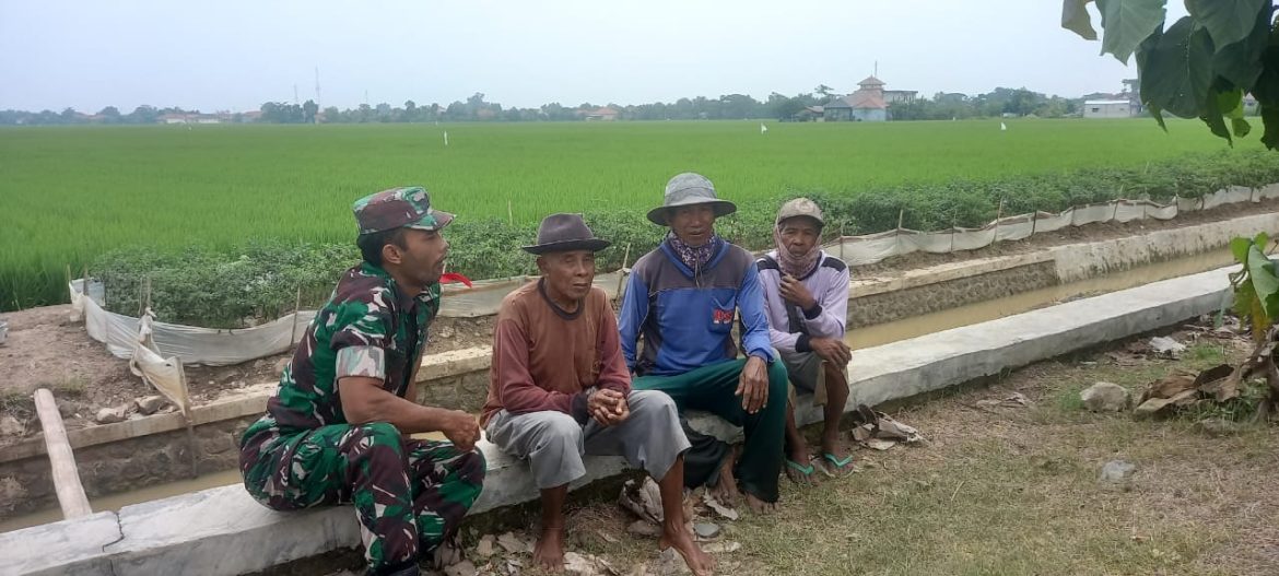 Anggota Koramil 1603 Lohbener Indramayu Pendampingan Pertanian di desa Kiajaran Kulon Blok Rengas 