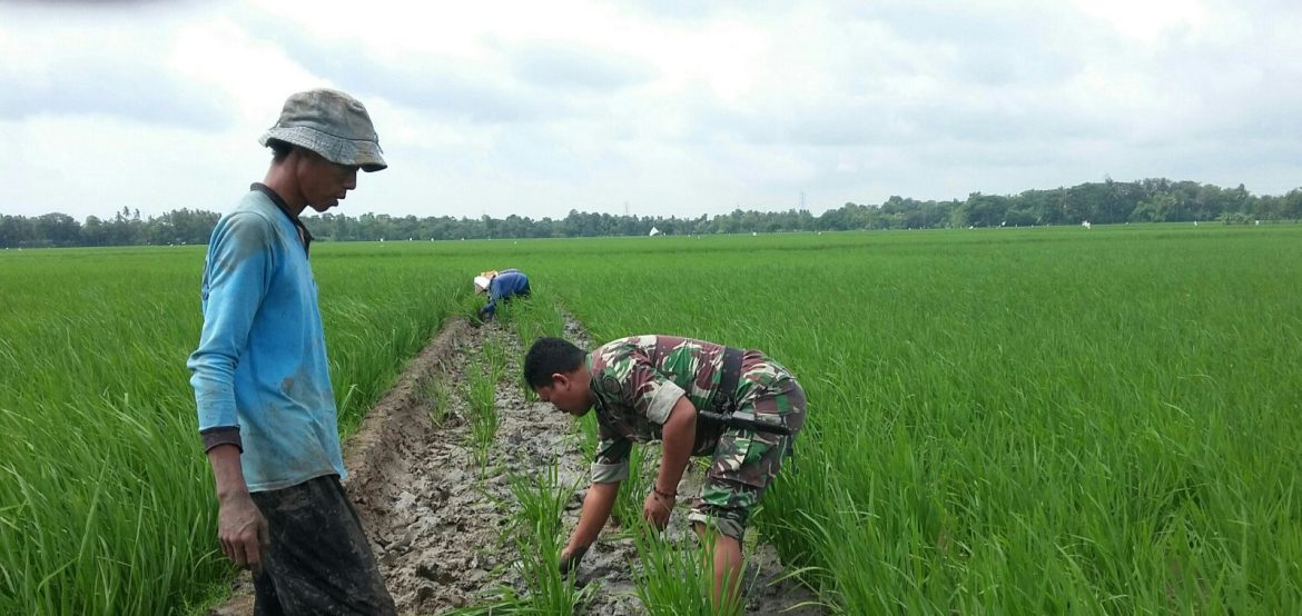 Anggota Koramil 1605 Sukagumiwang Indramayu Lakukan Monitoring dan Pendampingan Pertanian Tanam Padi Musim Gaduh tahun 2025