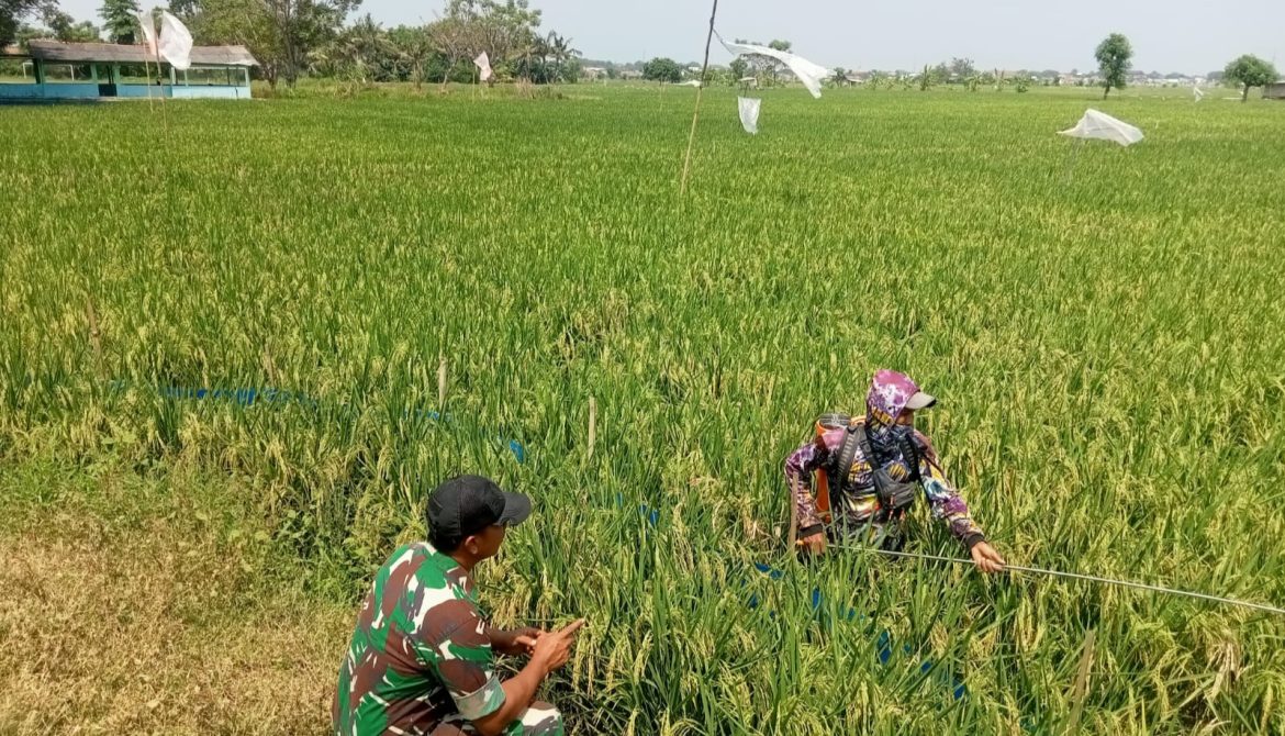 Anggota Koramil 1603 Lohbener Indramayu Melakukan Pendampingan Pertanian di desa Arahan lor