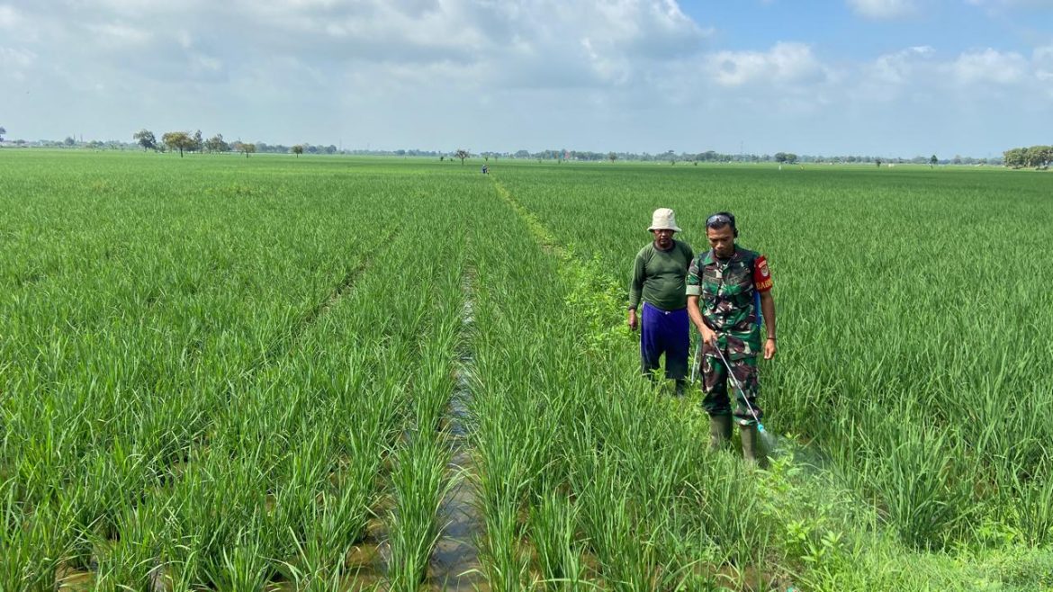 Babinsa Koramil 1605 Sukagumiwang Indramayu Melakukan Monitoring dan Pendampingan Pertanian Olah Lahan di Desa Cadangpinggan