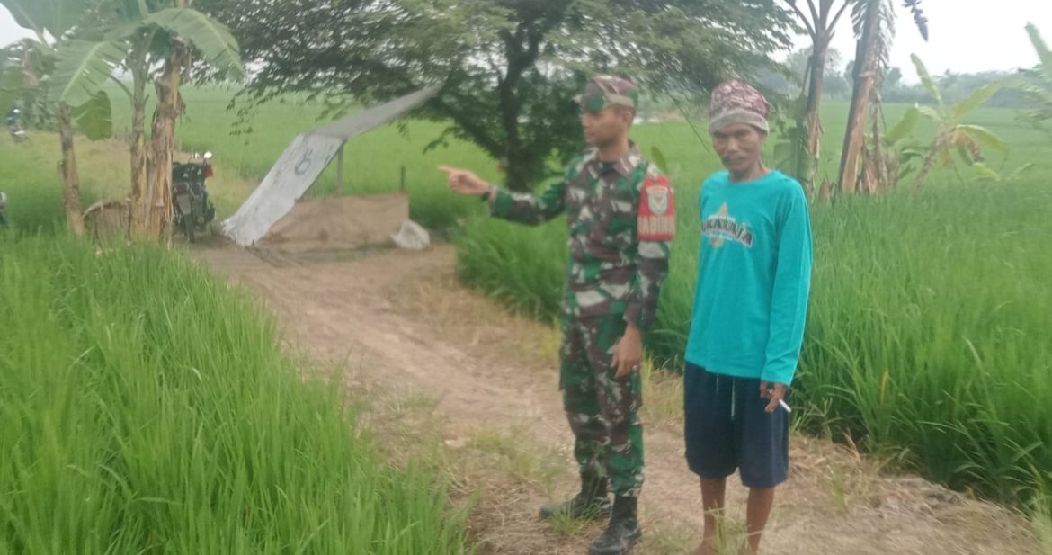 Anggota Koramil 1611 Losarang Indramayu Lakukan Monitoring dan Pendampingan Pertanian Tanam Padi di Blok Rukem Desa Puntang 