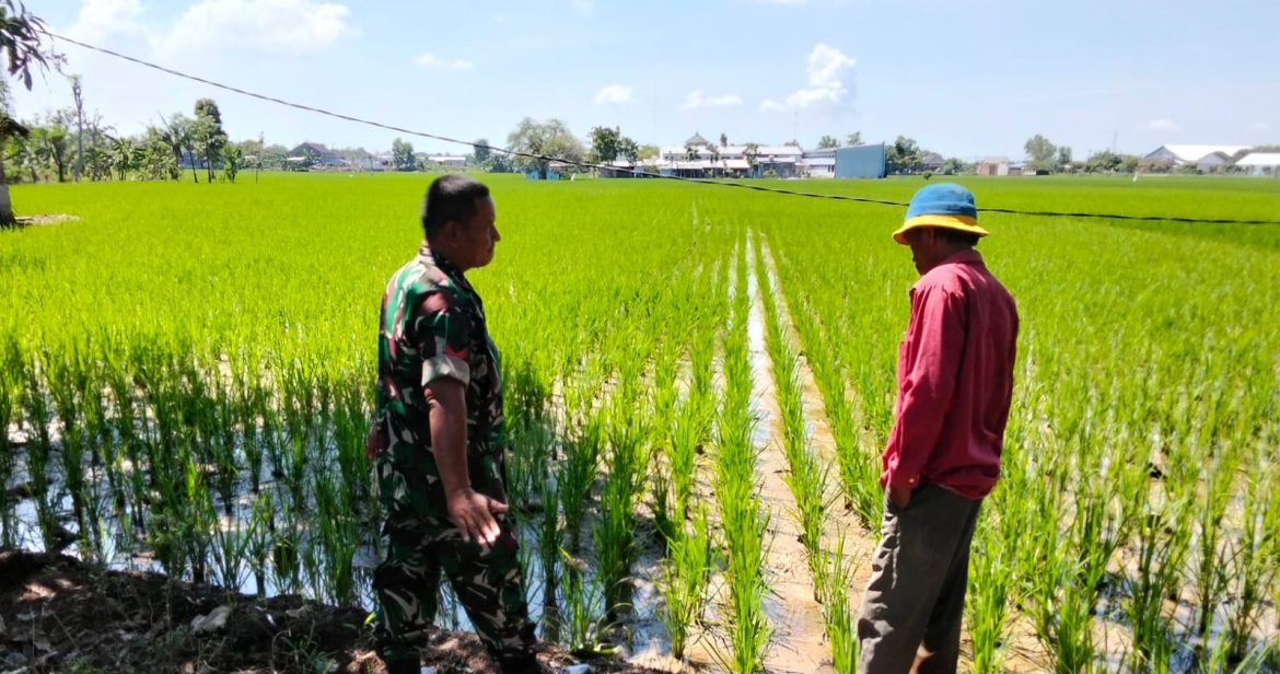 Babinsa Koramil 1603 Lohbener Indramayu Melakukan Pendampingan Pertanian di desa Linggajati
