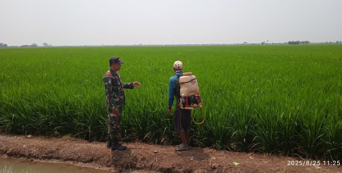 Babinsa Koramil 1602 Sindang Indramayu Melakukan Kegiatan Pendampingan Pertanian Desa Cantigi Kulon