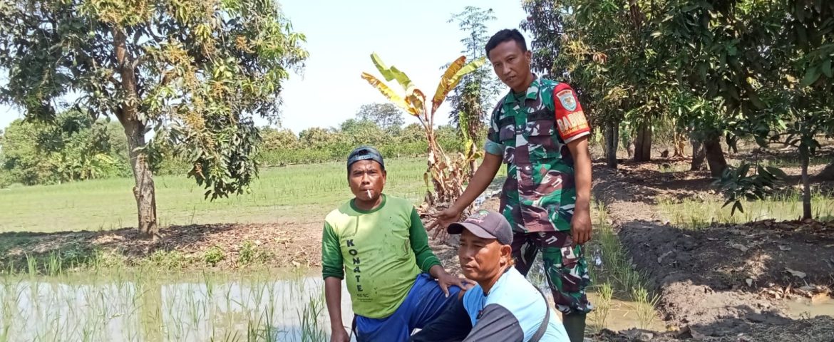 Babinsa Koramil 1609 Juntinyuat Indramayu Melakukan Pendampingan pertanian di Desa Segeran Lor