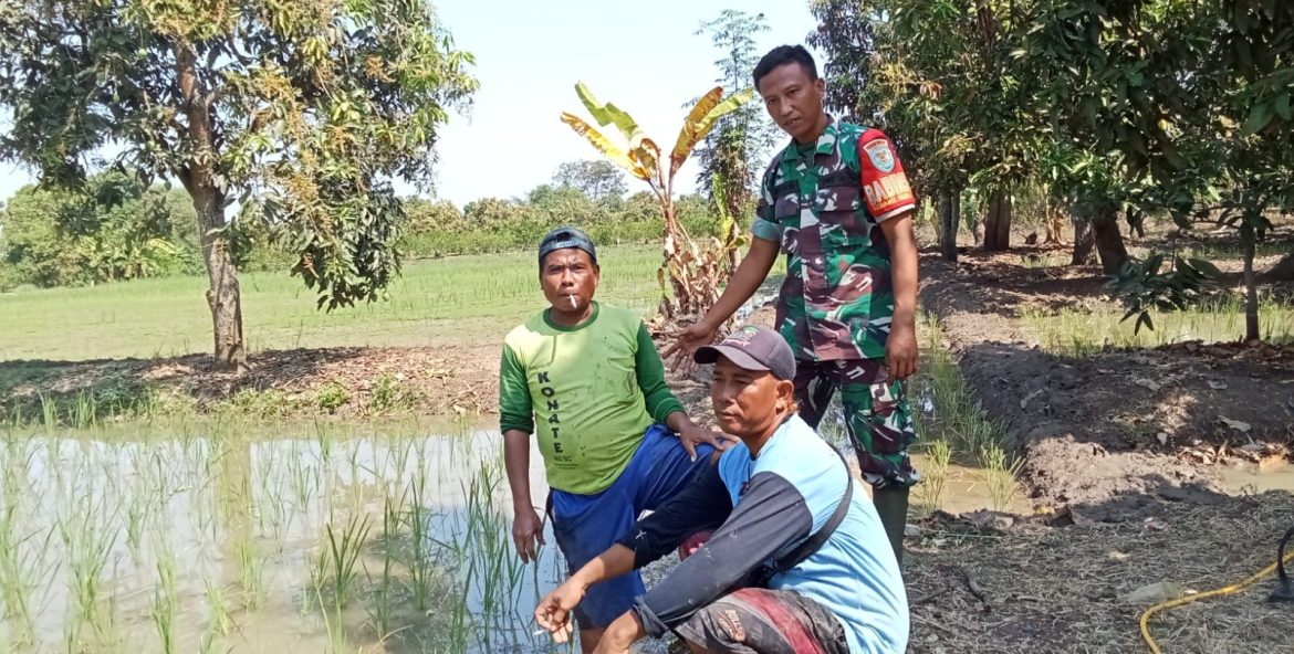 Babinsa Koramil 1609 Juntinyuat Indramayu Melakukan Pendampingan pertanian di Desa Segeran Lor