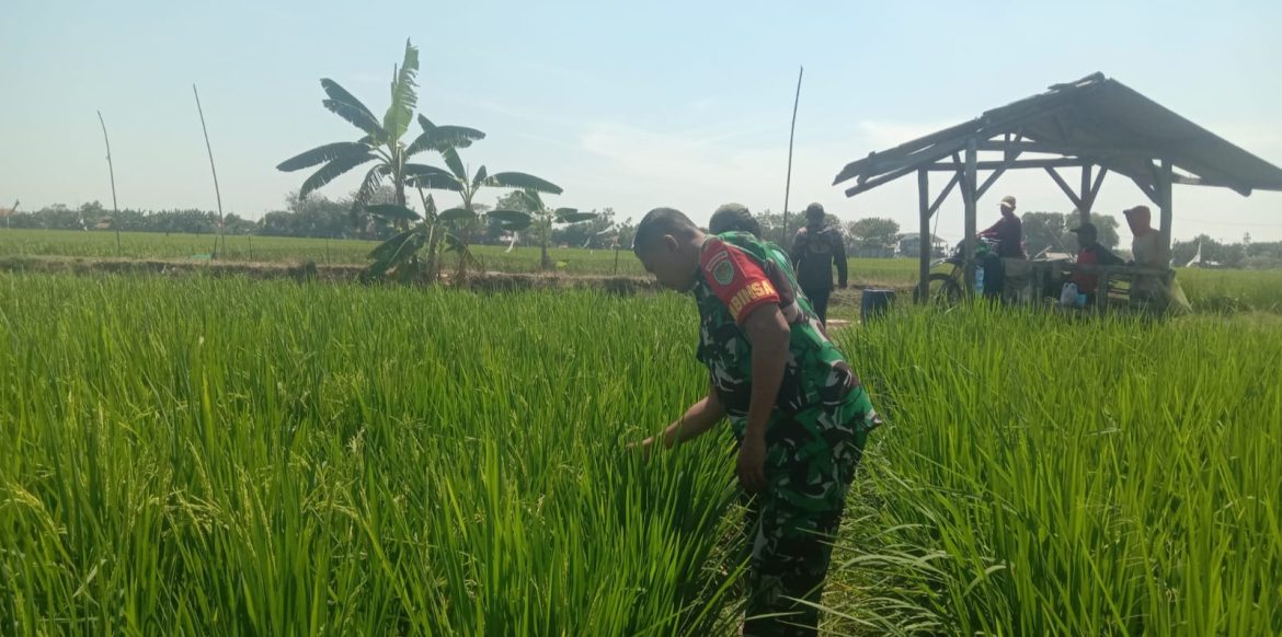 Babinsa Koramil 1602 Sindang Indramayu Melakukan Kegiatan pendampingan pertanian di desa Wanantara 